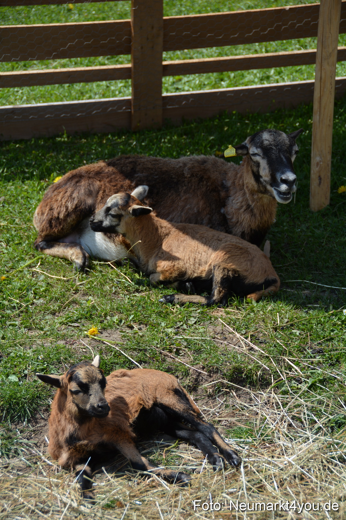 Eselfest in Stauf 050516 0038