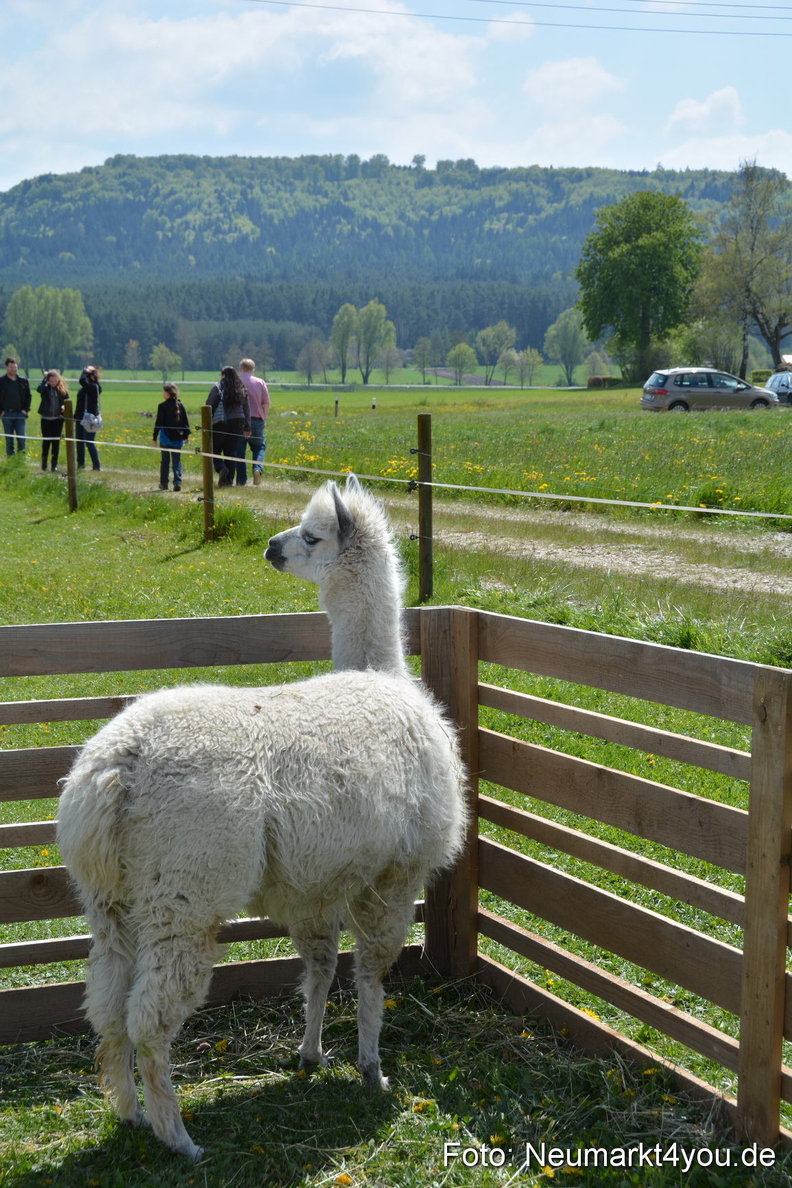 Eselfest in Stauf 050516 0039