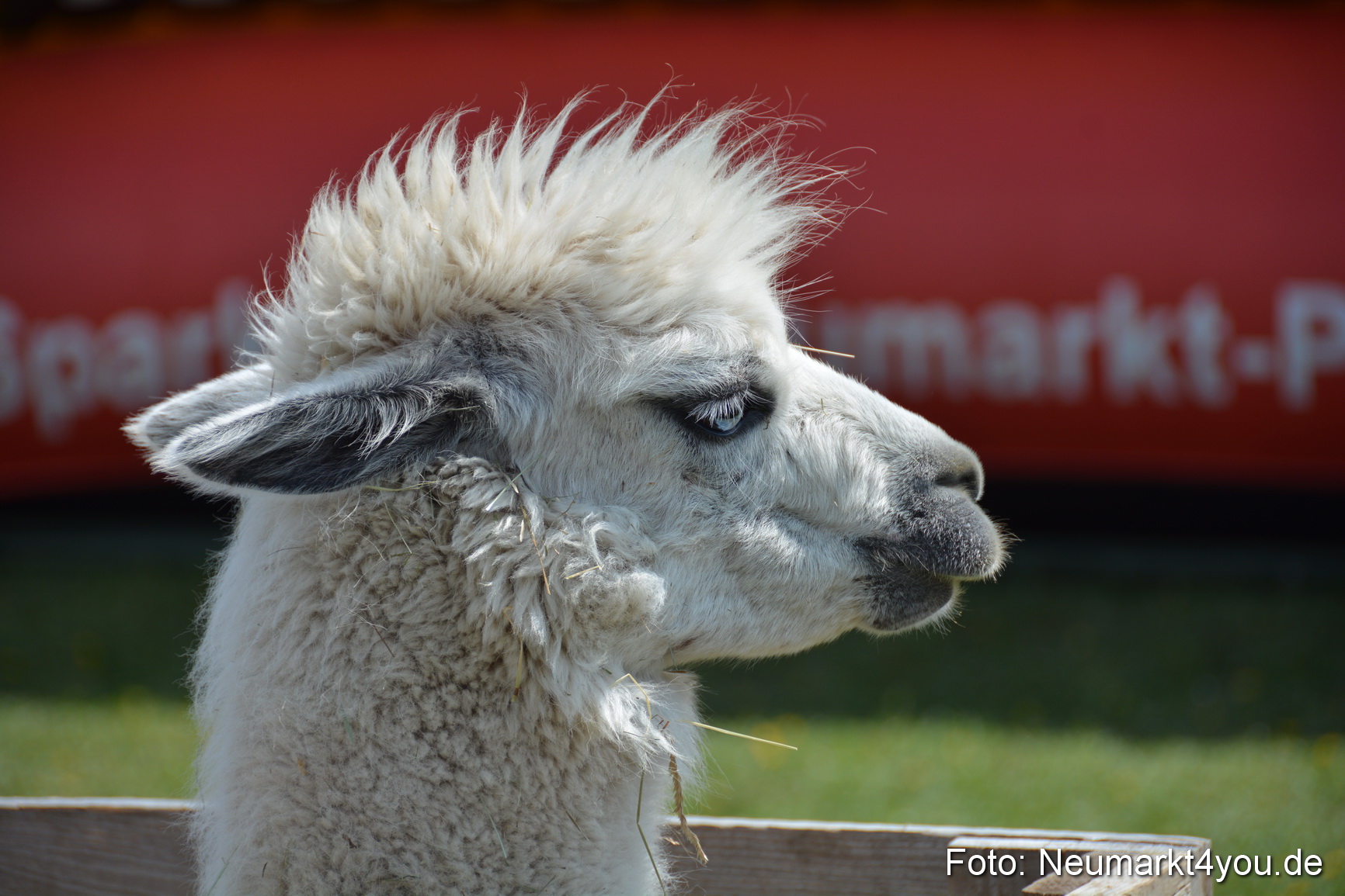 Eselfest in Stauf 050516 0040