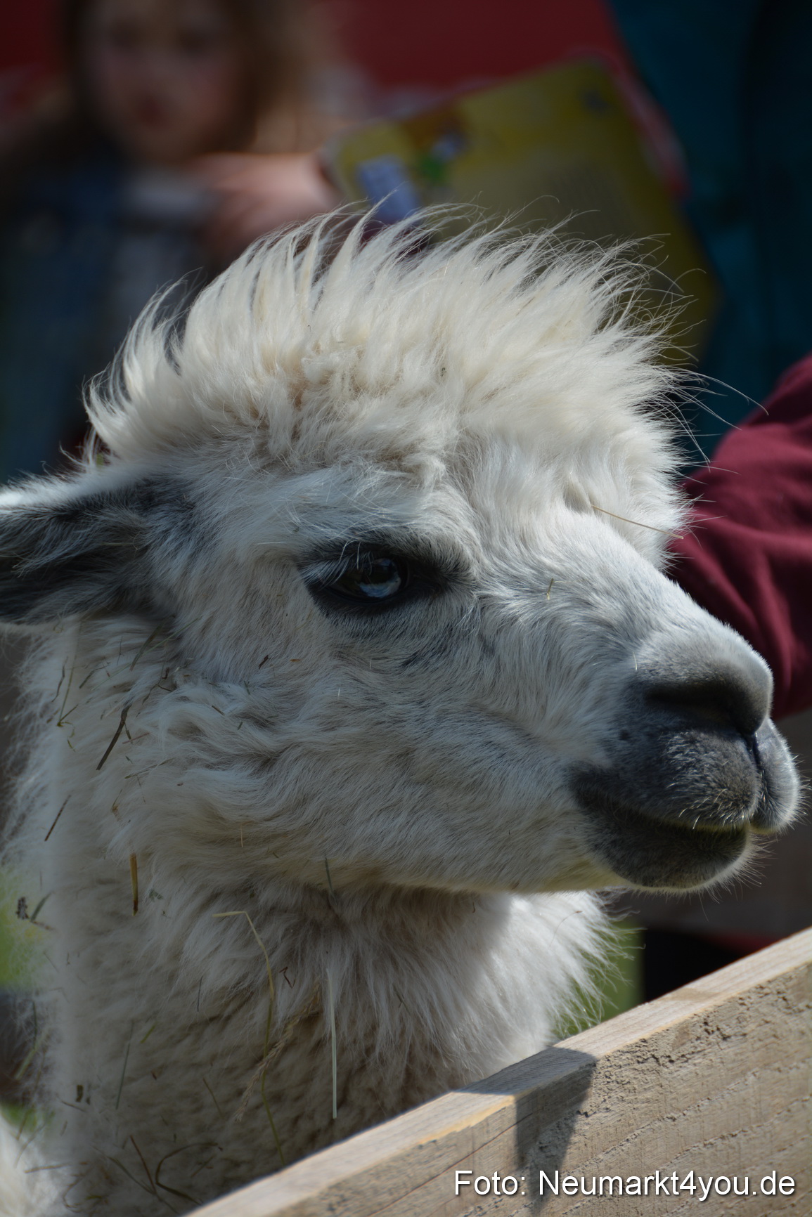 Eselfest in Stauf 050516 0041