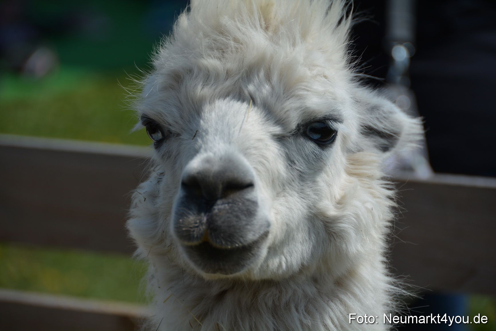 Eselfest in Stauf 050516 0042