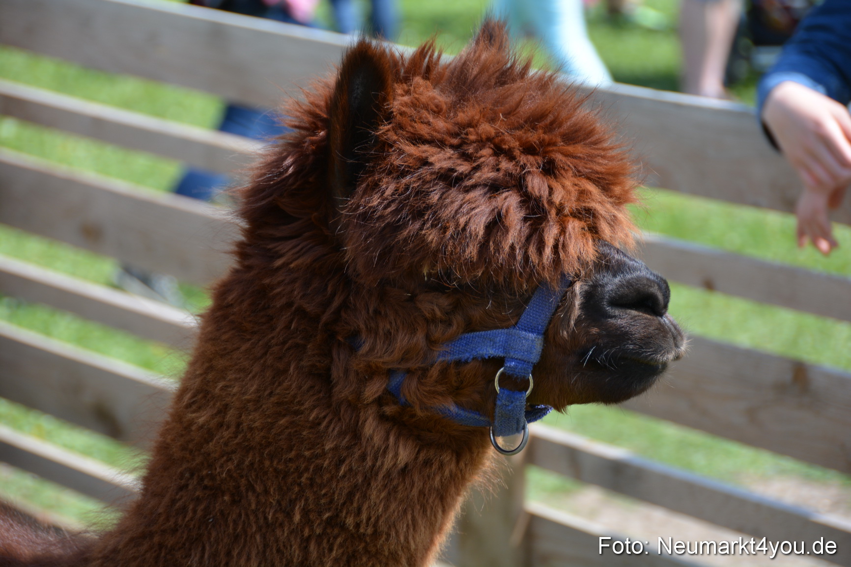 Eselfest in Stauf 050516 0044