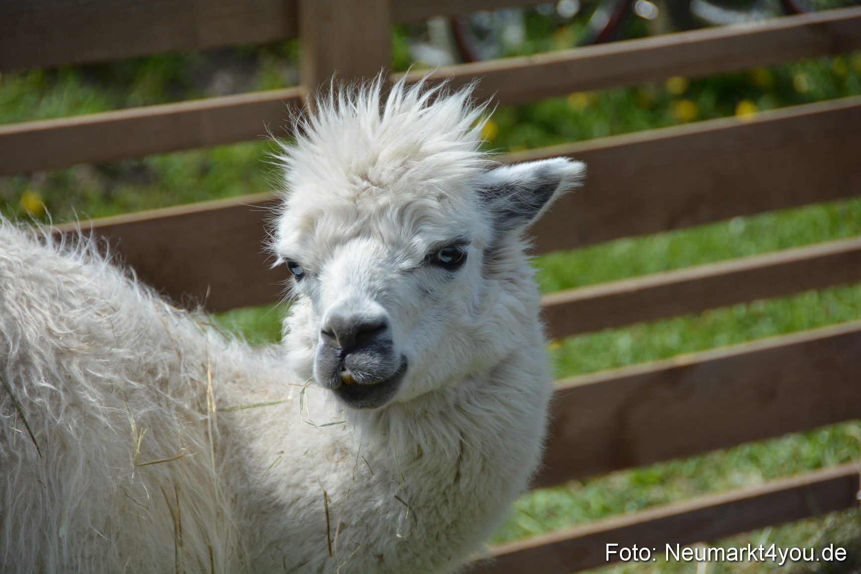 Eselfest in Stauf 050516 0045