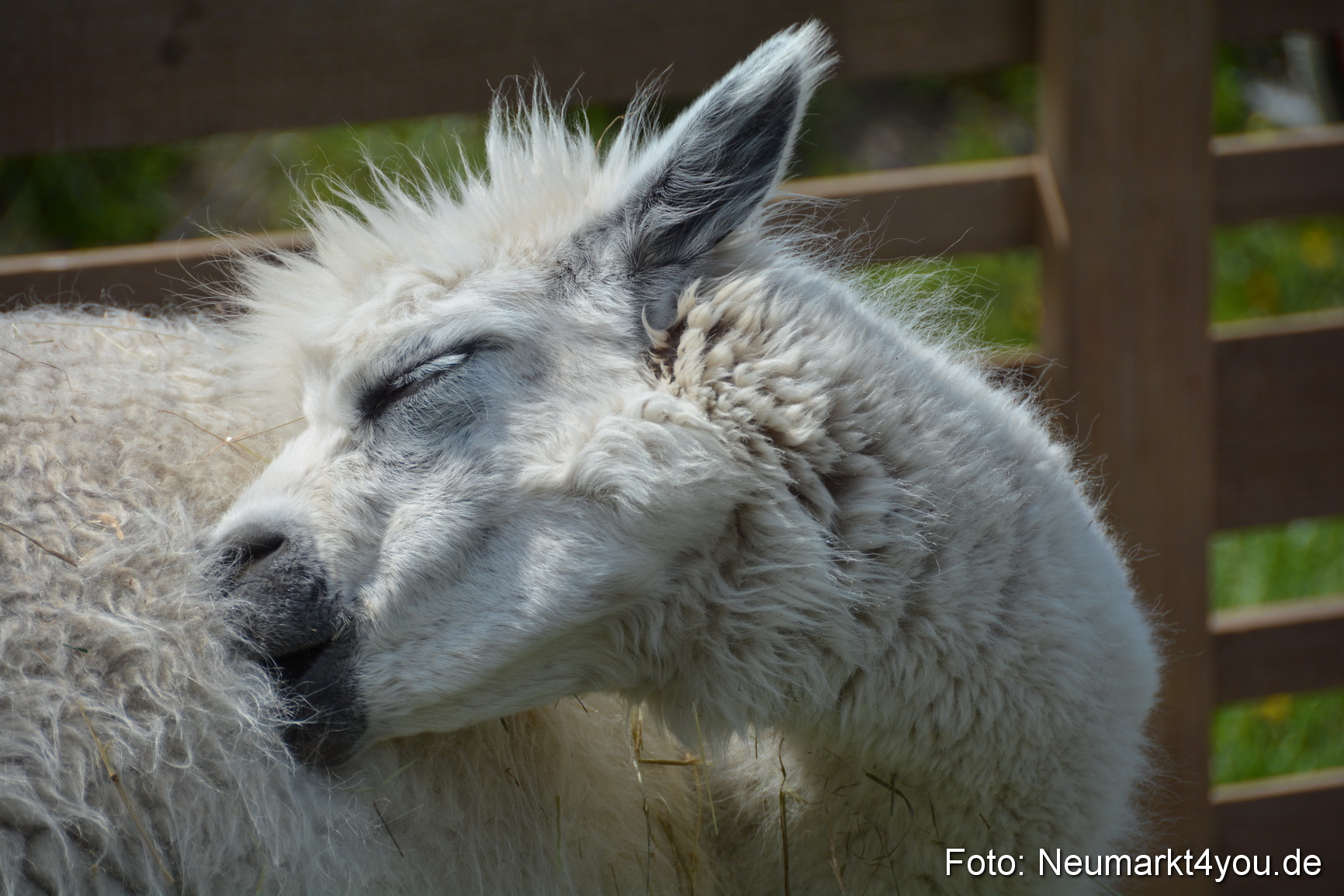 Eselfest in Stauf 050516 0046