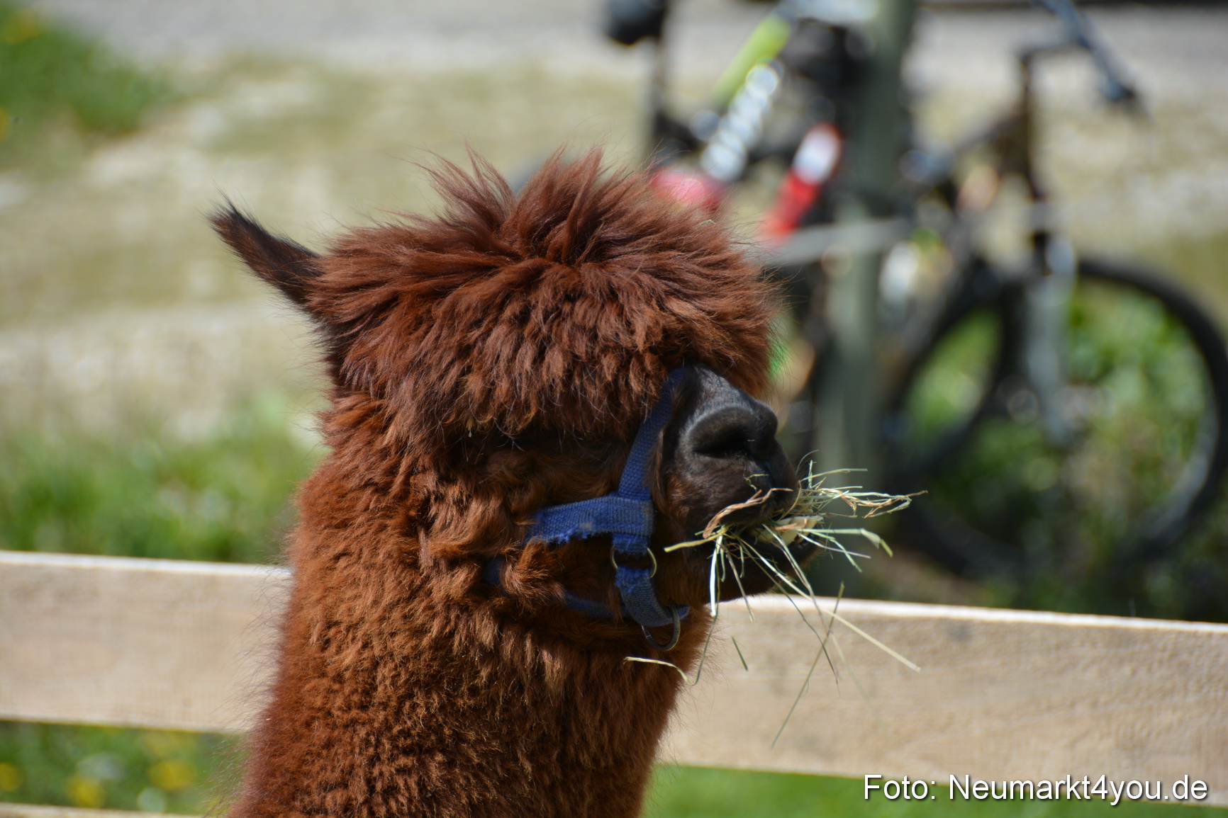 Eselfest in Stauf 050516 0047