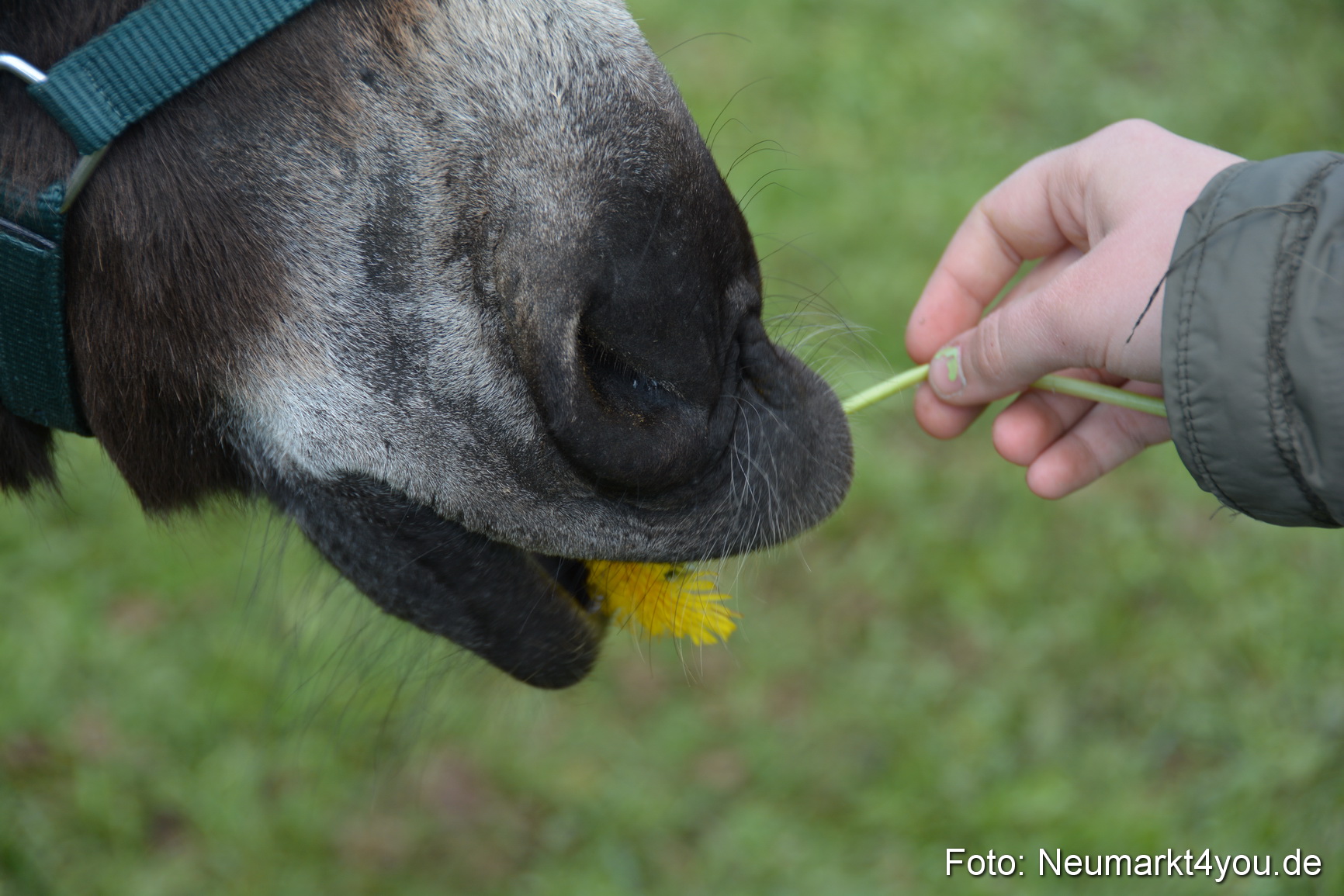 Eselfest in Stauf 050516 0049