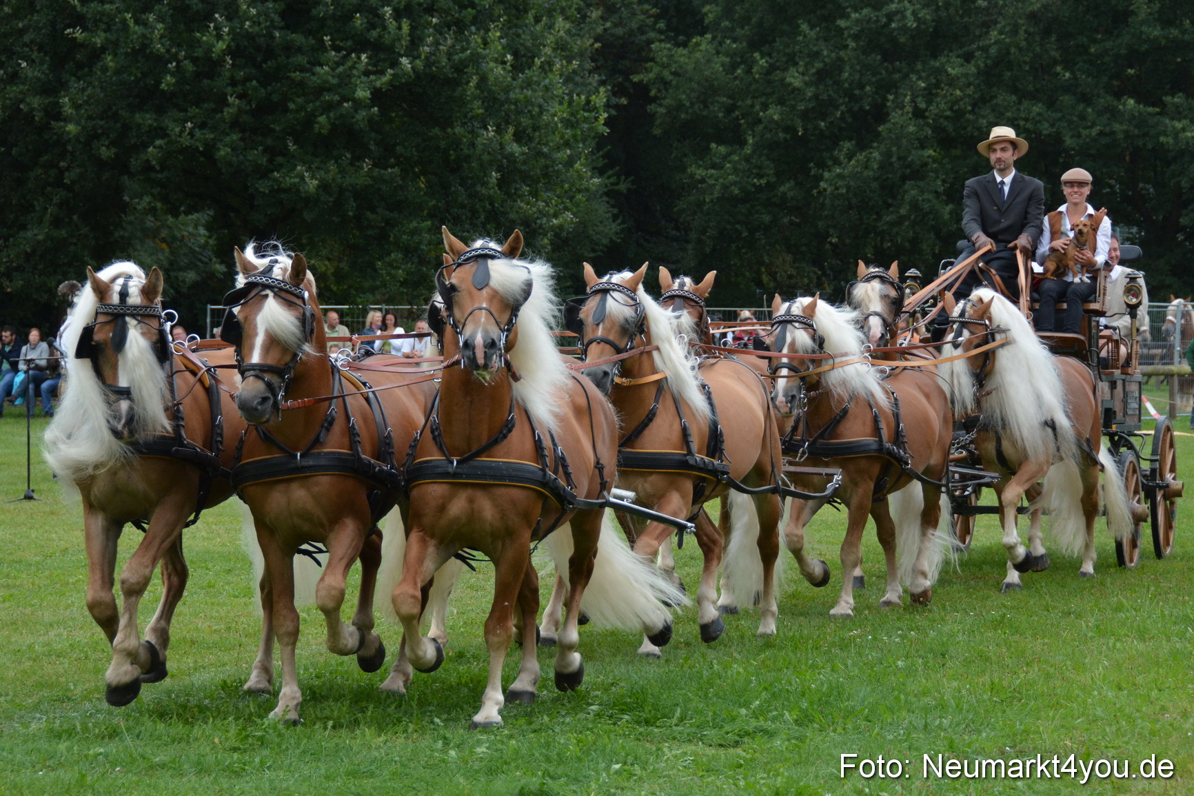 Pferde und Fohlenschau 2016 0005