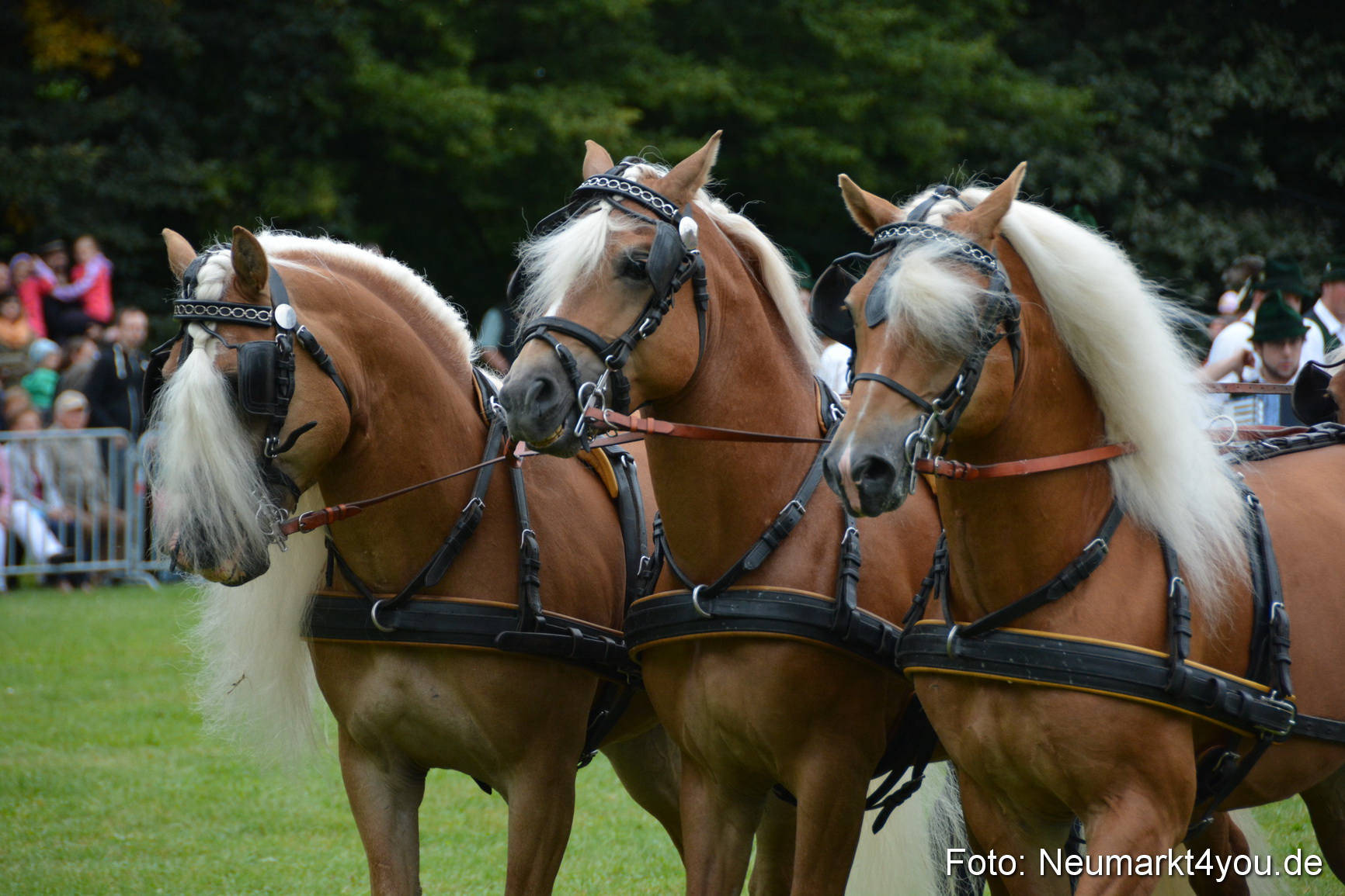Pferde und Fohlenschau 2016 0008