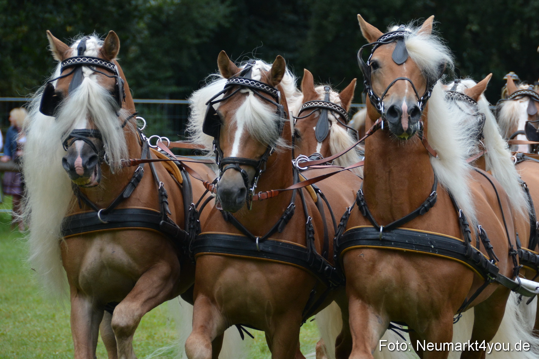 Pferde und Fohlenschau 2016 0009