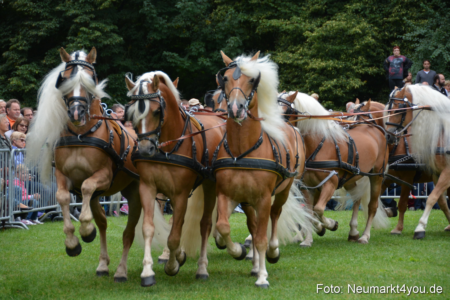 Pferde und Fohlenschau 2016 0011