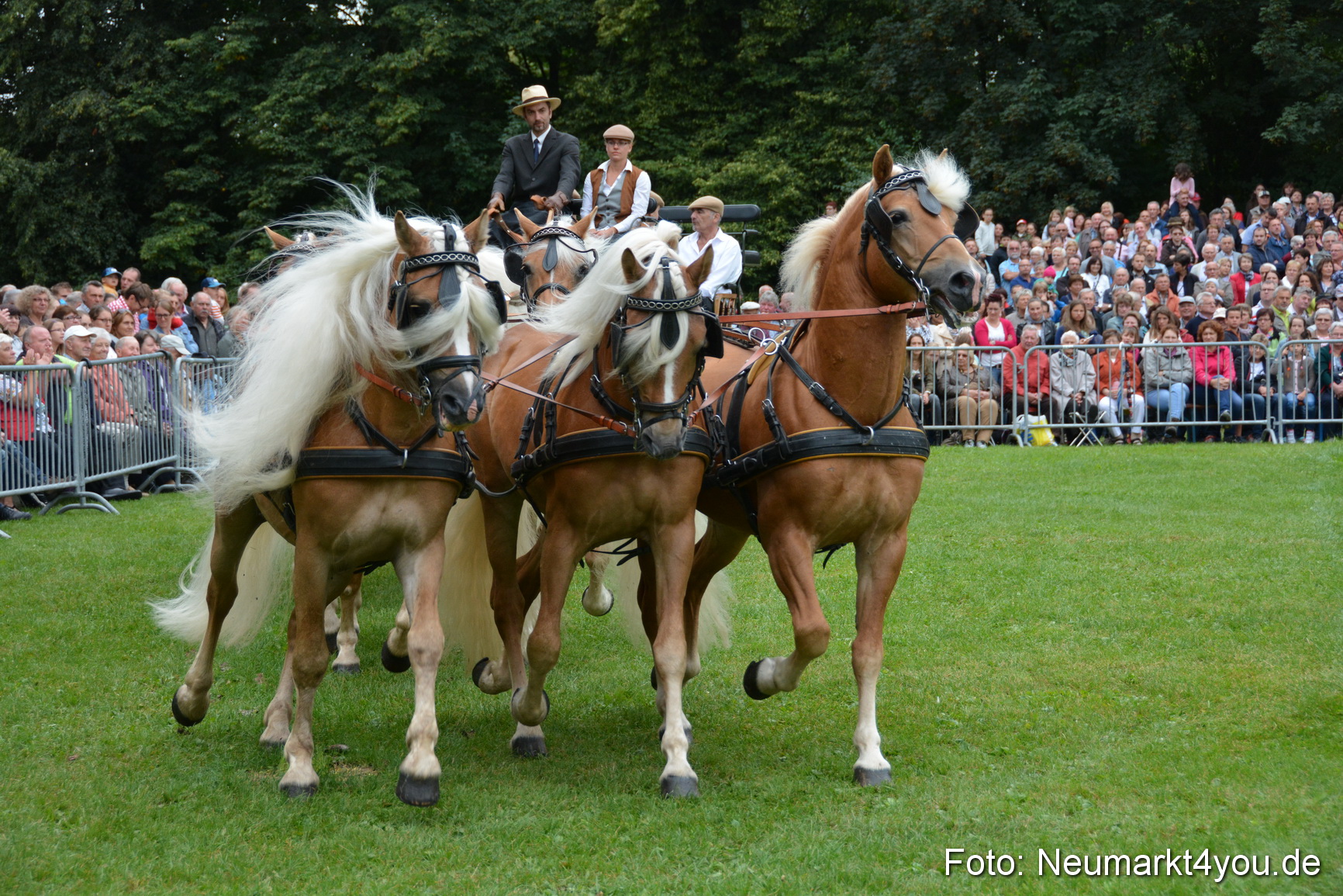 Pferde und Fohlenschau 2016 0012