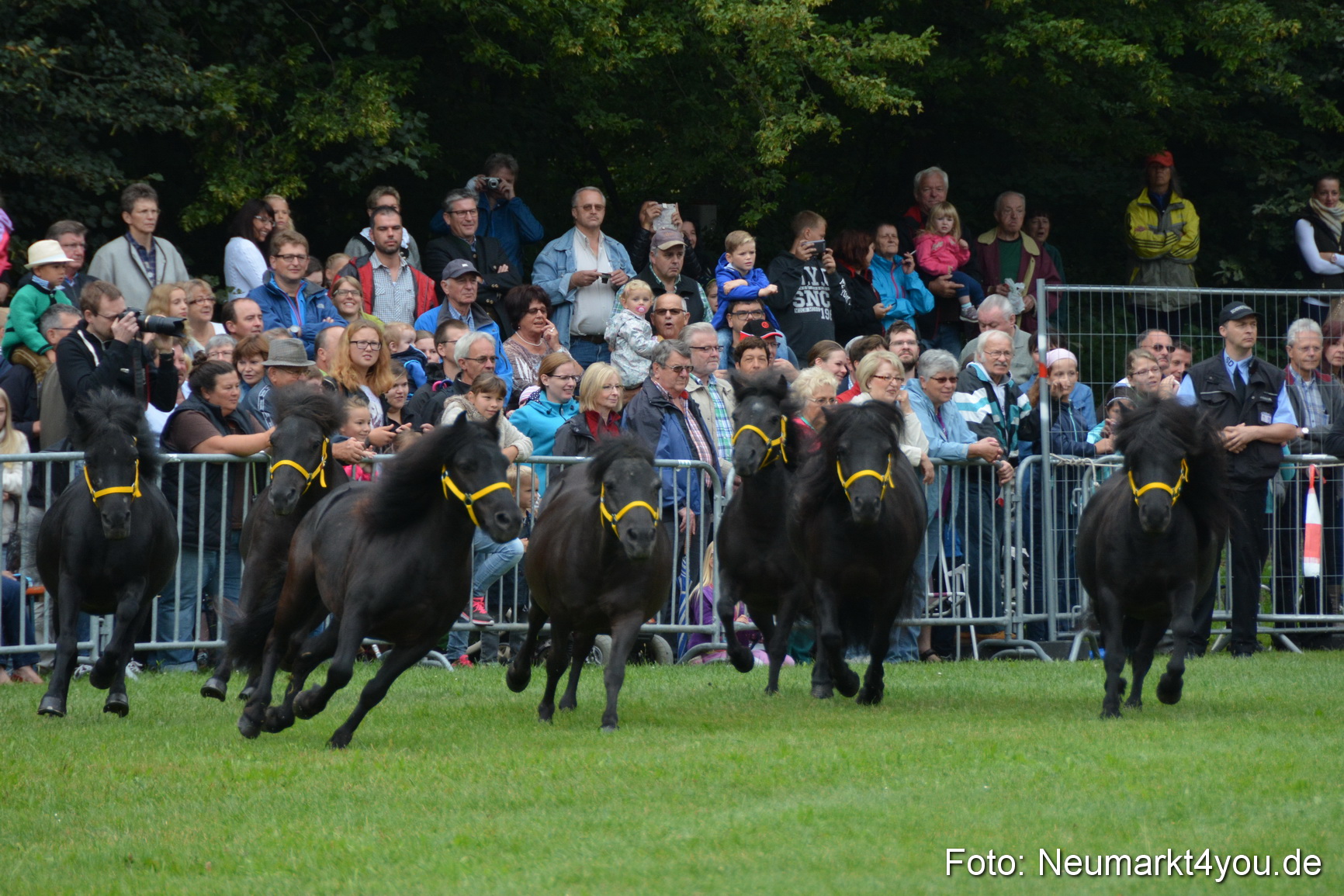 Pferde und Fohlenschau 2016 0018