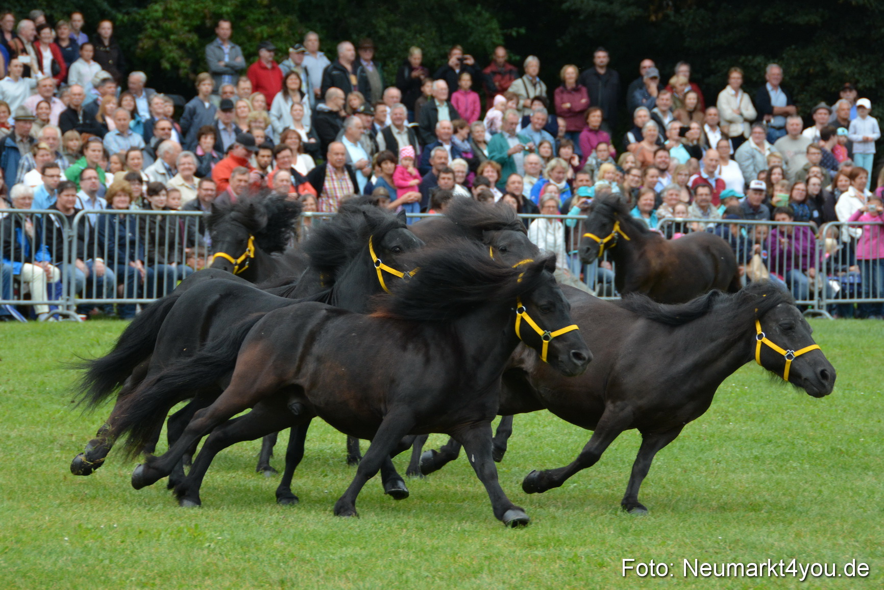 Pferde und Fohlenschau 2016 0019
