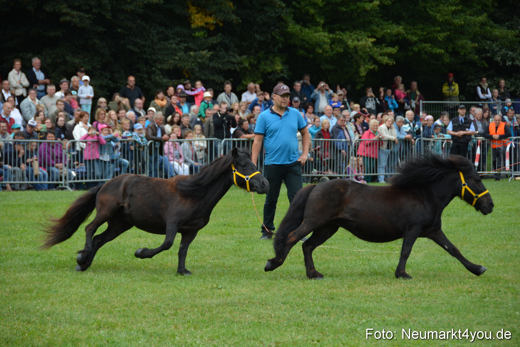 Pferde und Fohlenschau 2016 0020