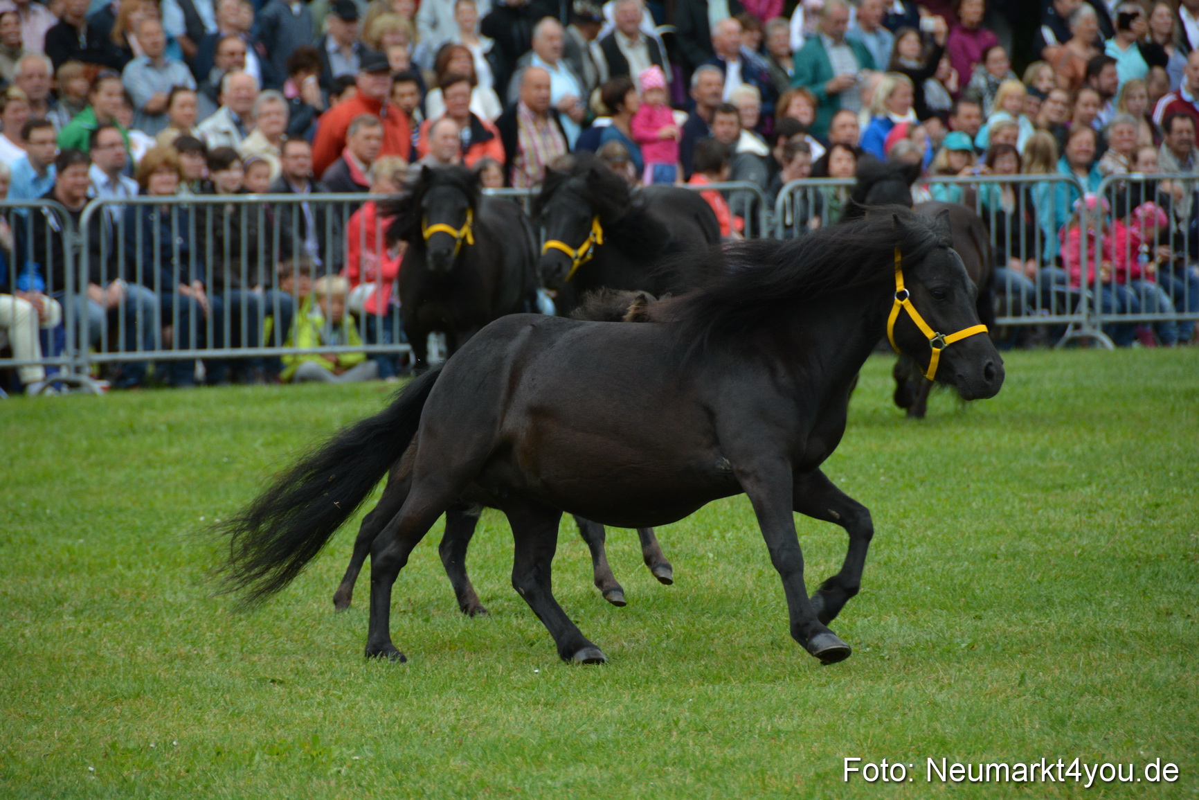 Pferde und Fohlenschau 2016 0021