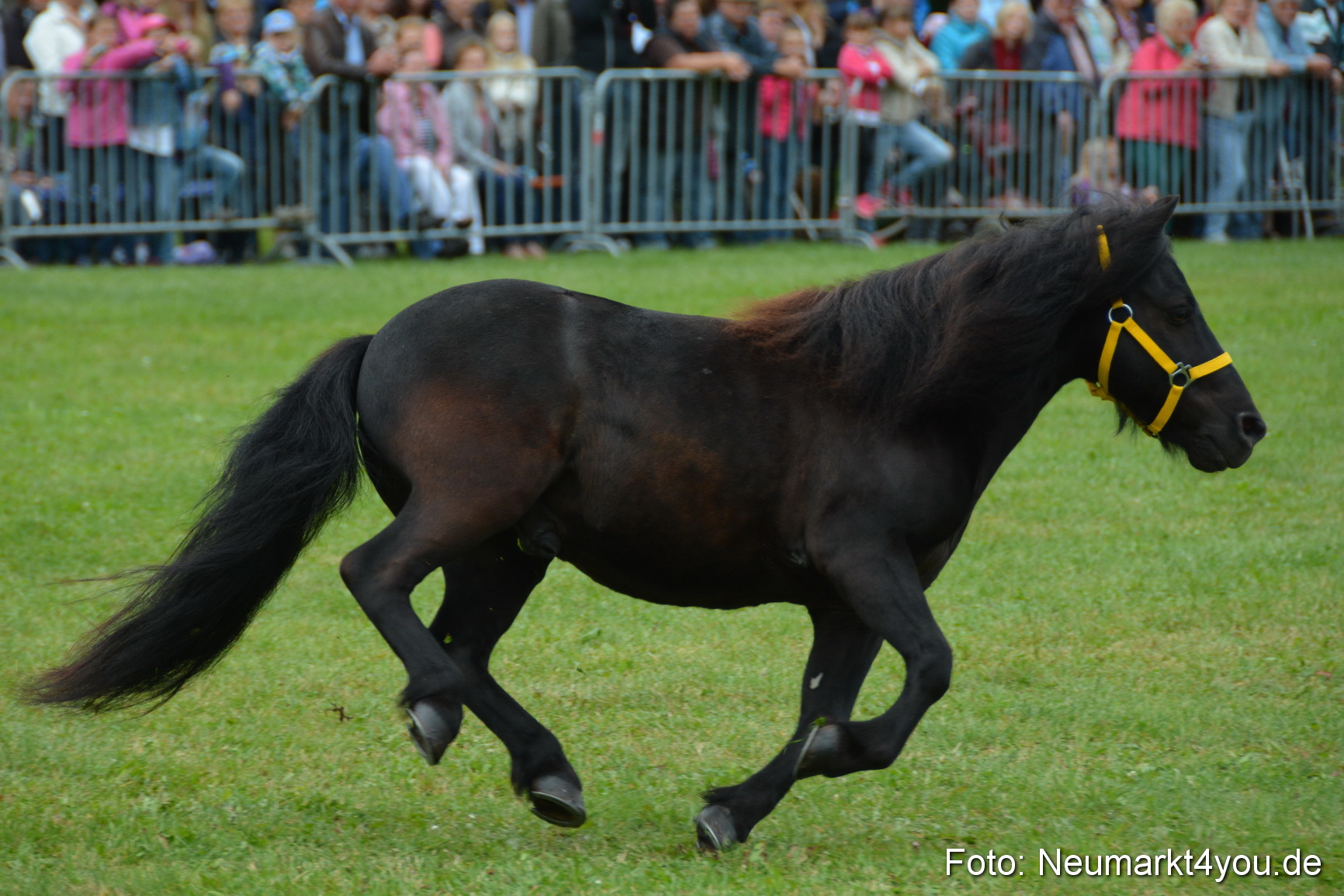 Pferde und Fohlenschau 2016 0022