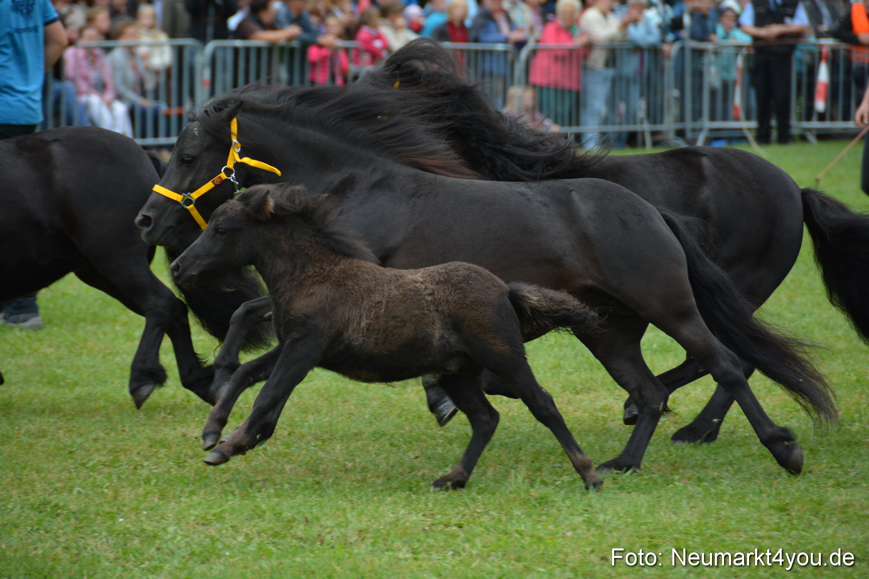 Pferde und Fohlenschau 2016 0023