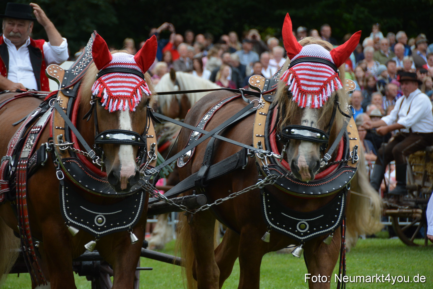 Pferde und Fohlenschau 2016 0027
