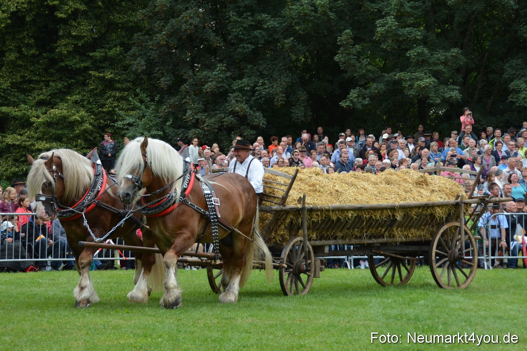 Pferde und Fohlenschau 2016 0028