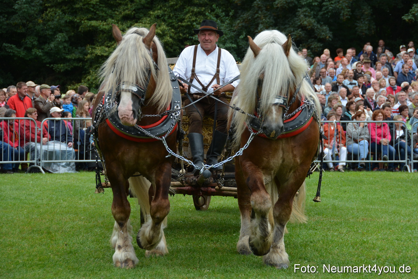 Pferde und Fohlenschau 2016 0029