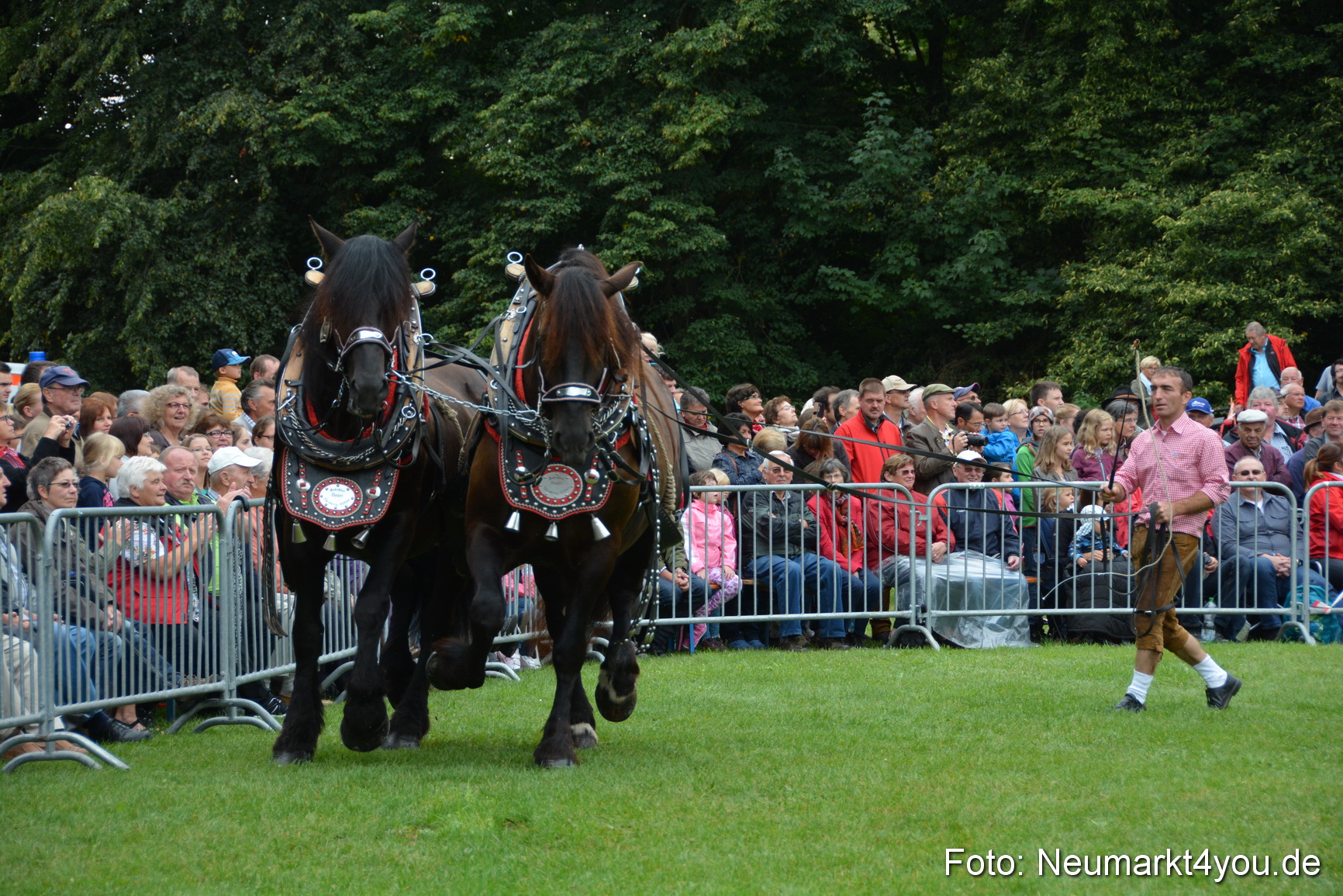 Pferde und Fohlenschau 2016 0030