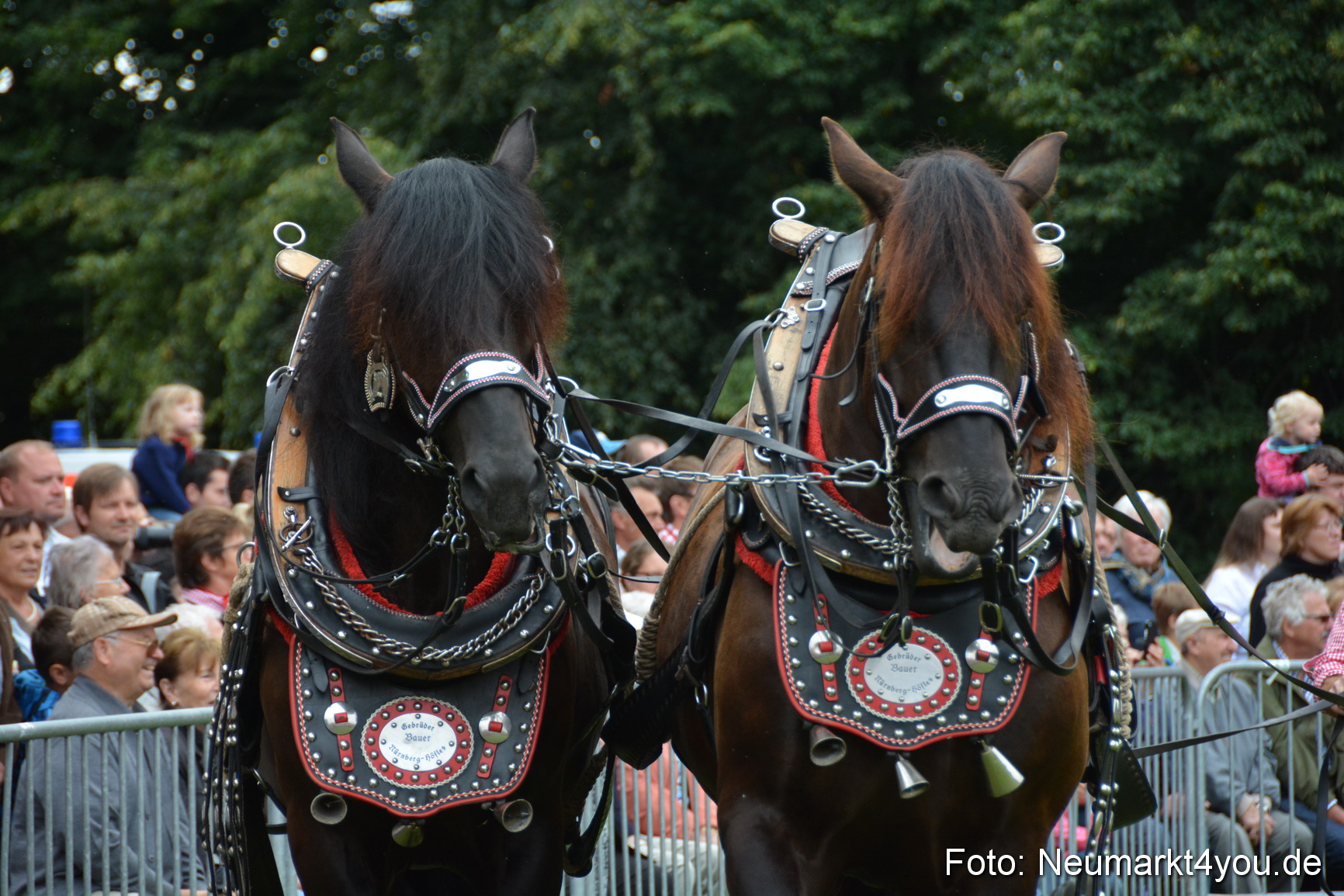 Pferde und Fohlenschau 2016 0031