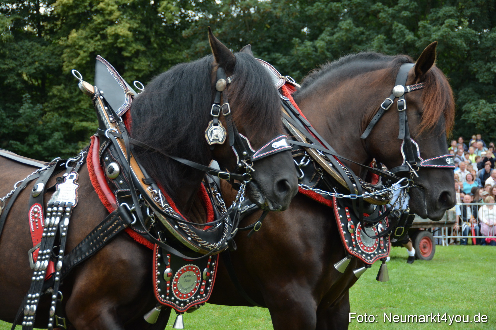 Pferde und Fohlenschau 2016 0032
