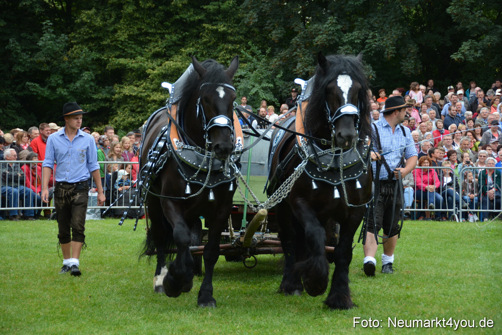 Pferde und Fohlenschau 2016 0033