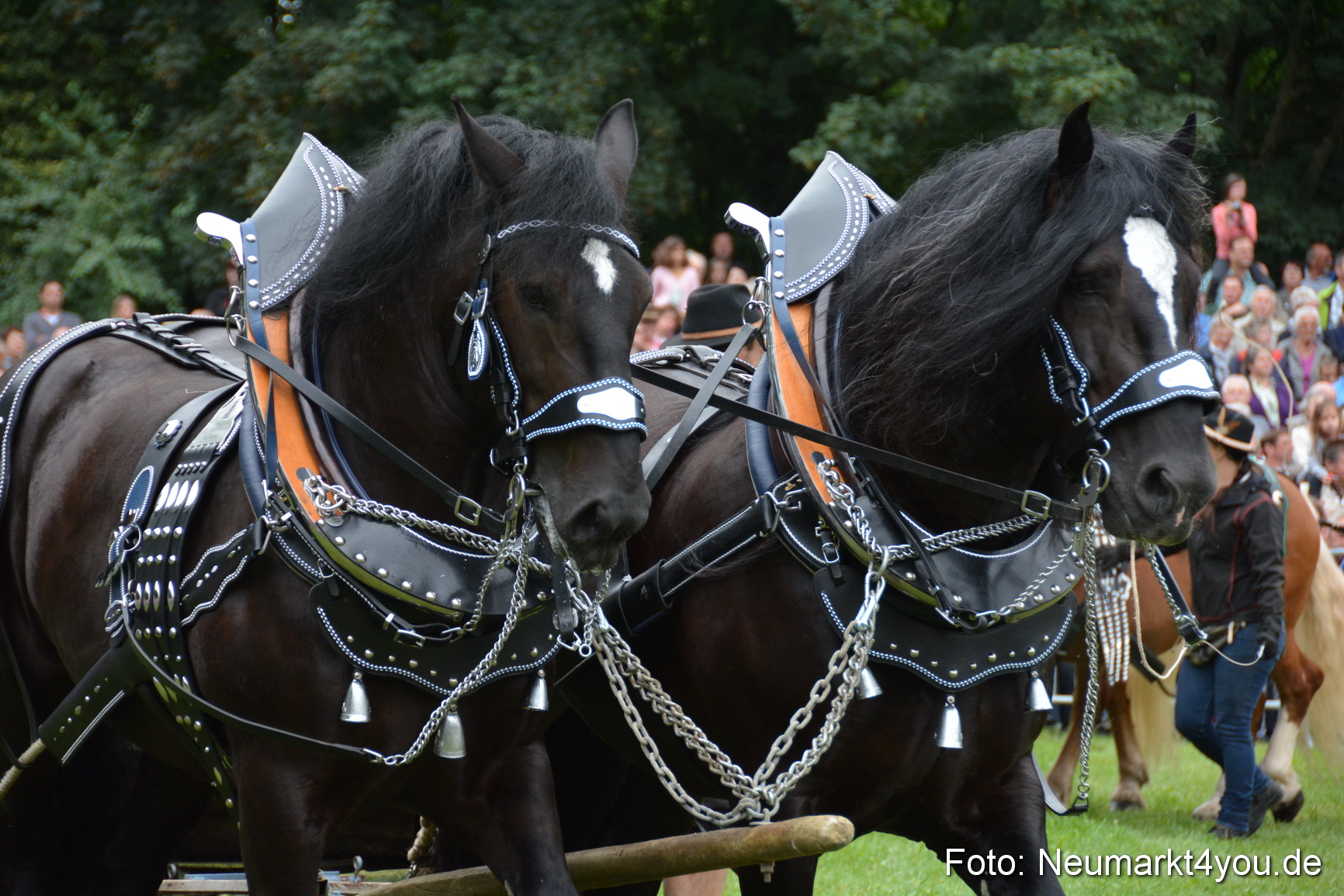 Pferde und Fohlenschau 2016 0034