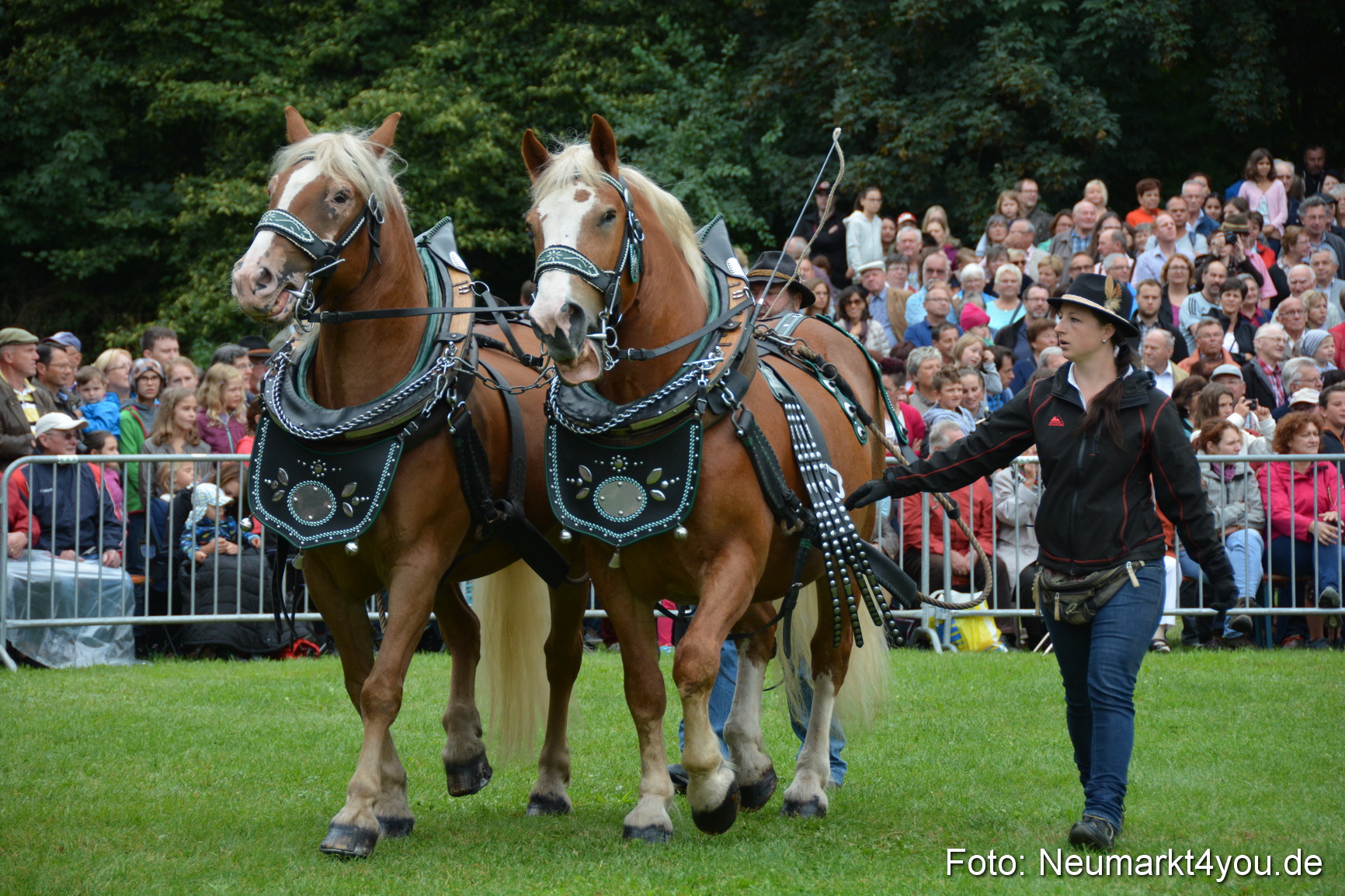 Pferde und Fohlenschau 2016 0035
