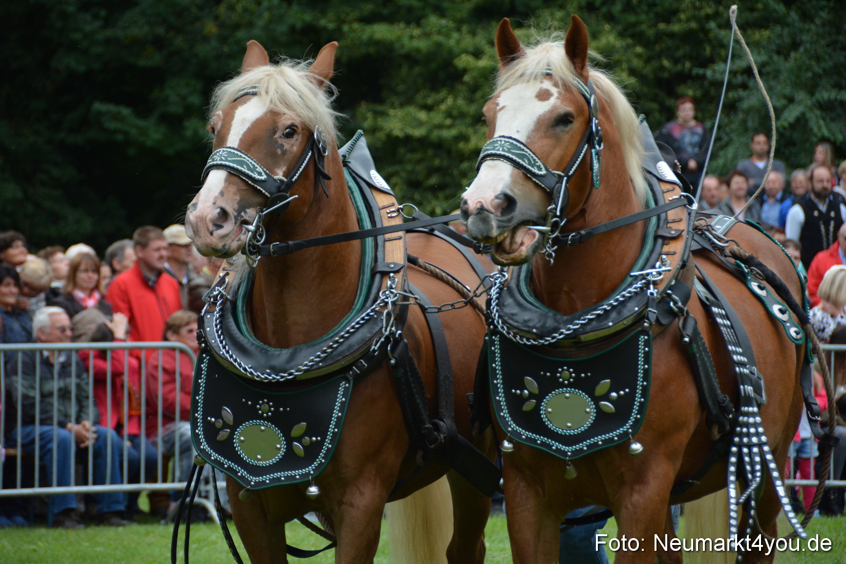 Pferde und Fohlenschau 2016 0036