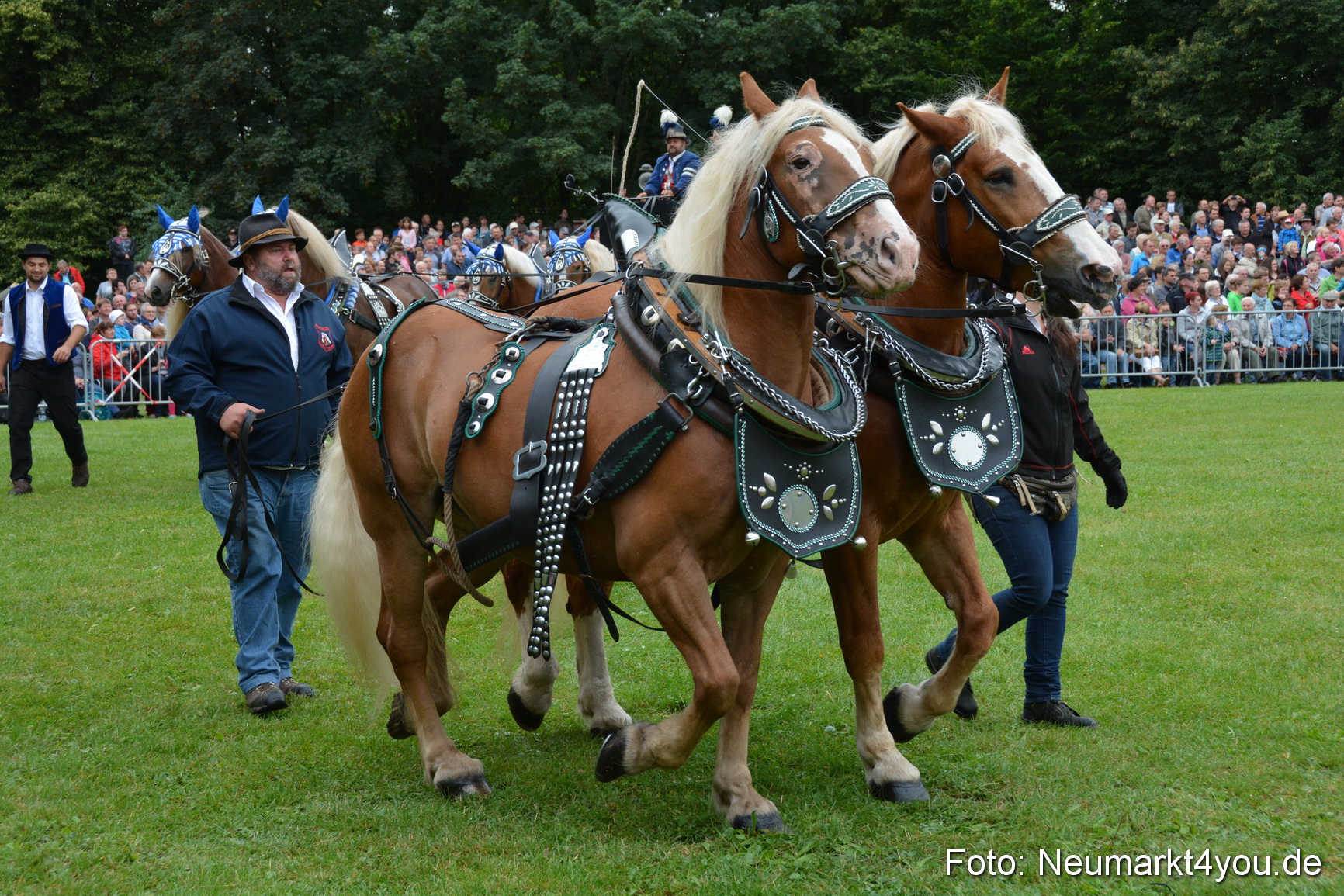 Pferde und Fohlenschau 2016 0037