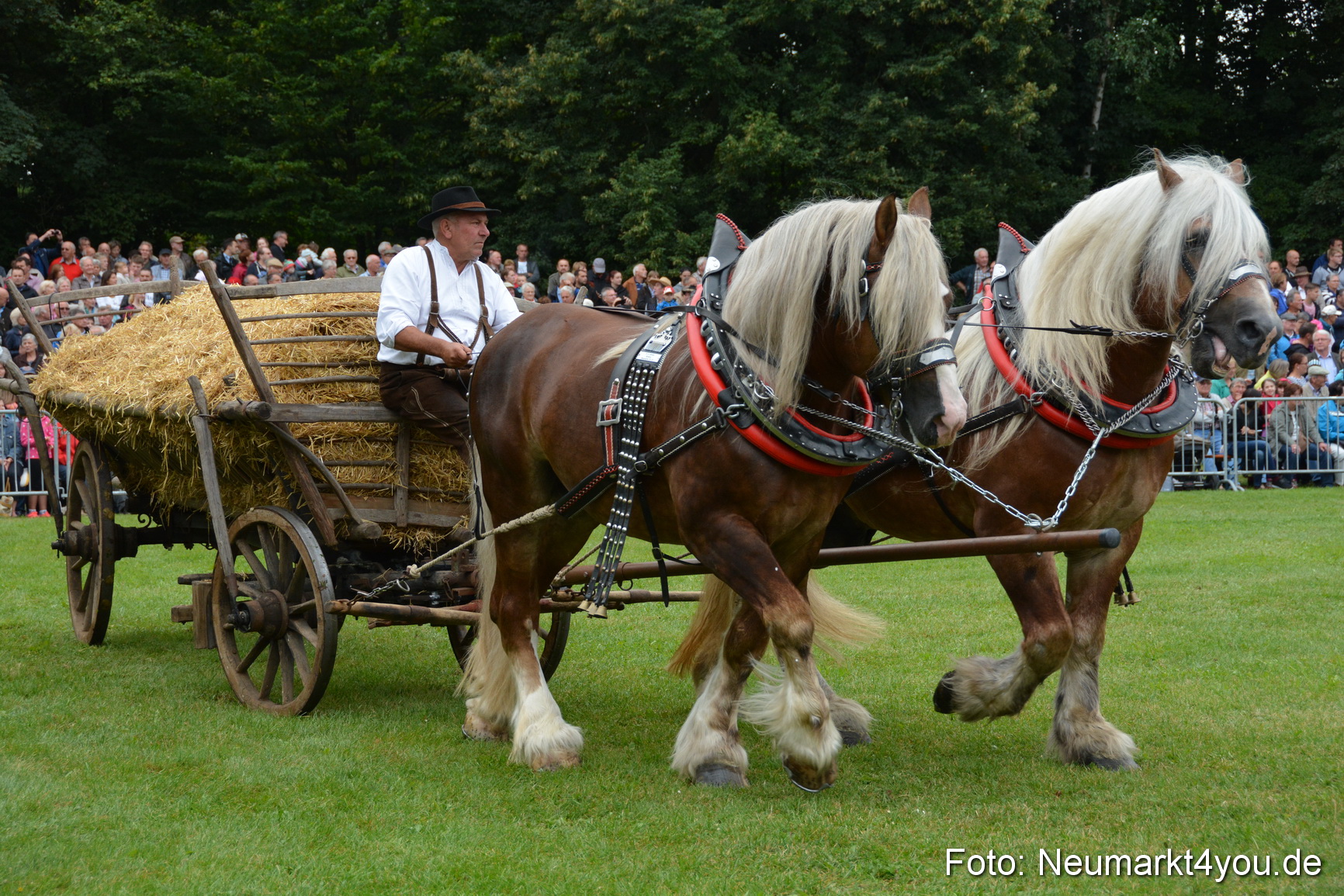 Pferde und Fohlenschau 2016 0041