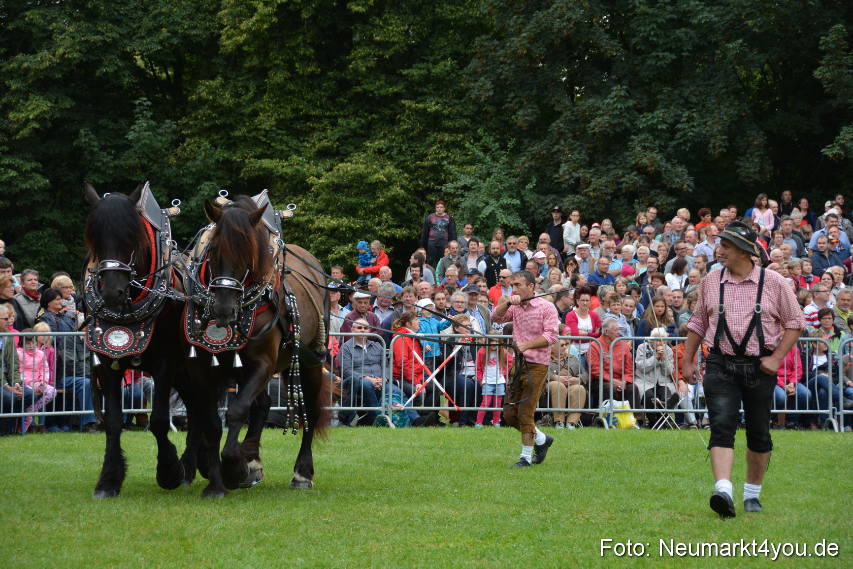 Pferde und Fohlenschau 2016 0043