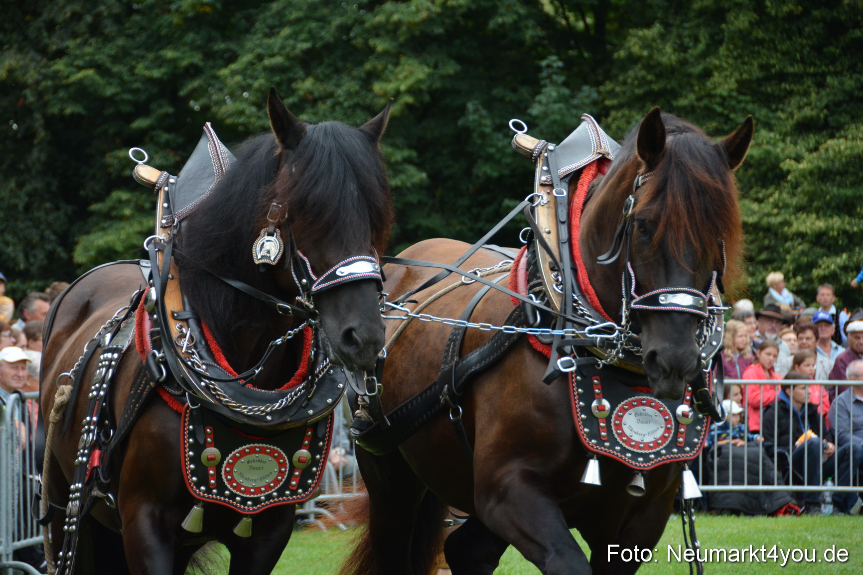 Pferde und Fohlenschau 2016 0044