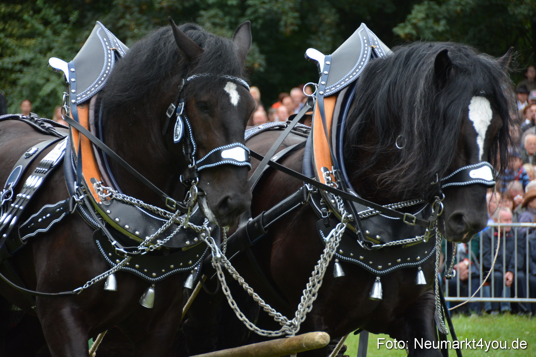 Pferde und Fohlenschau 2016 0046