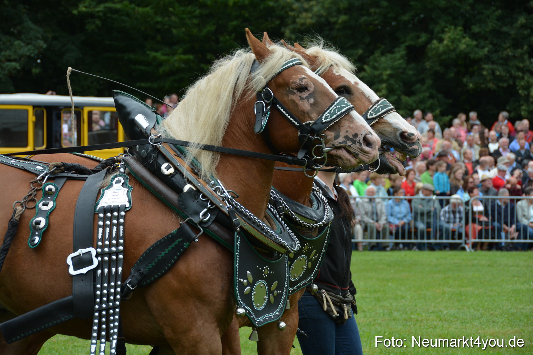 Pferde und Fohlenschau 2016 0049