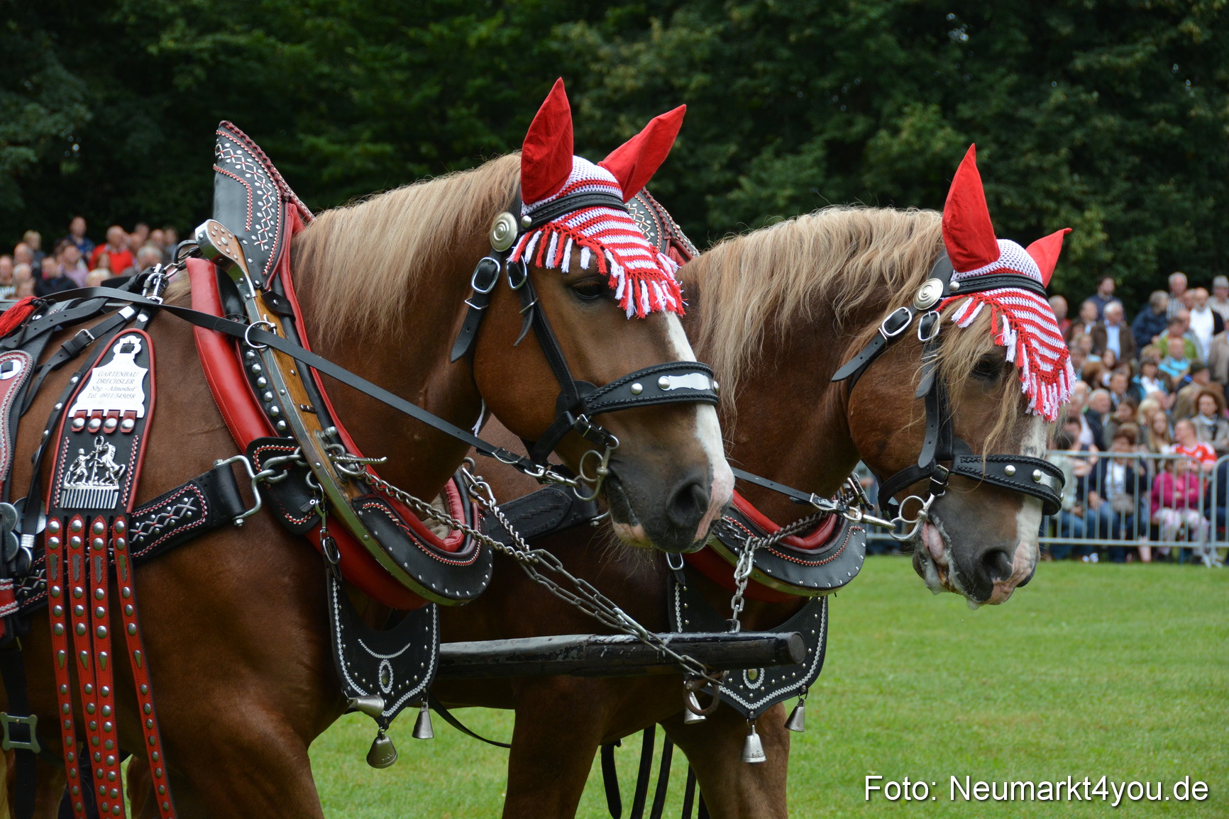 Pferde und Fohlenschau 2016 0050
