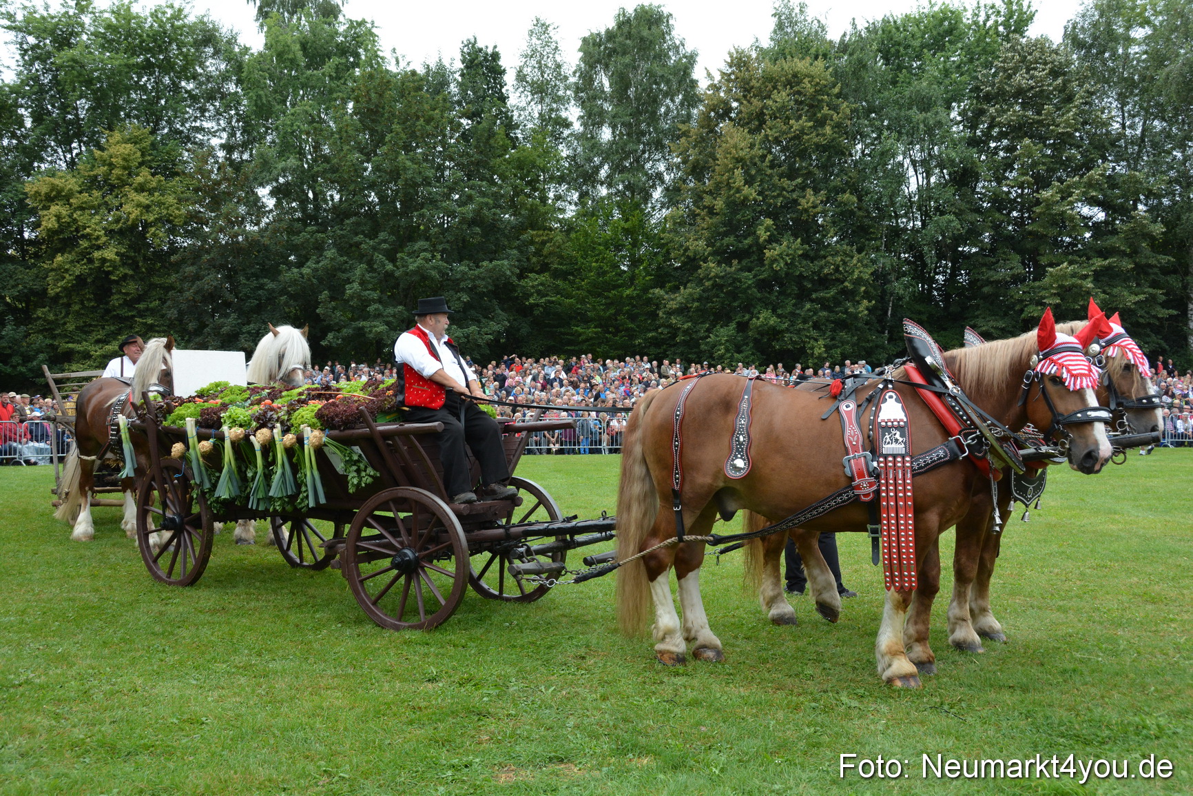 Pferde und Fohlenschau 2016 0051