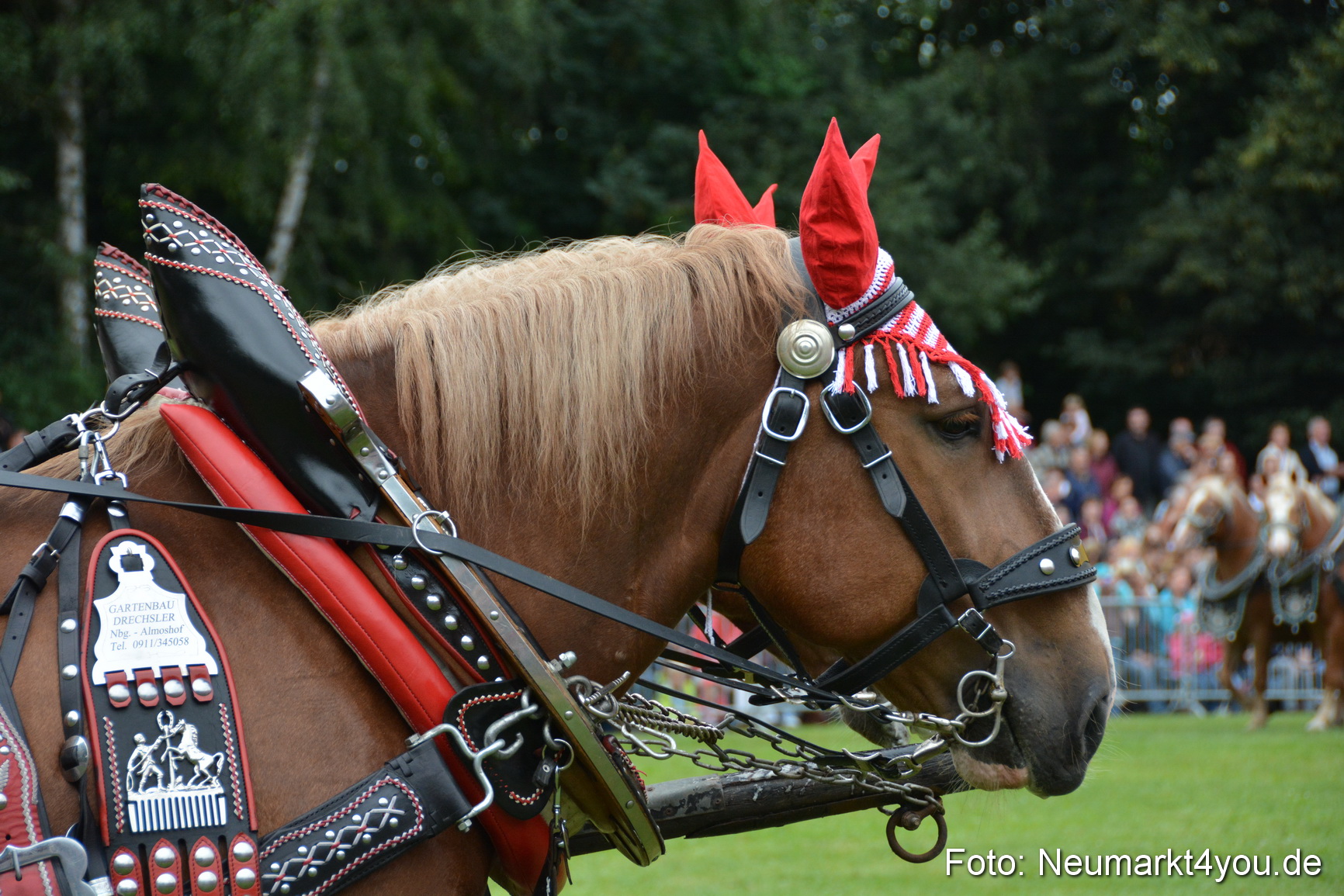 Pferde und Fohlenschau 2016 0052
