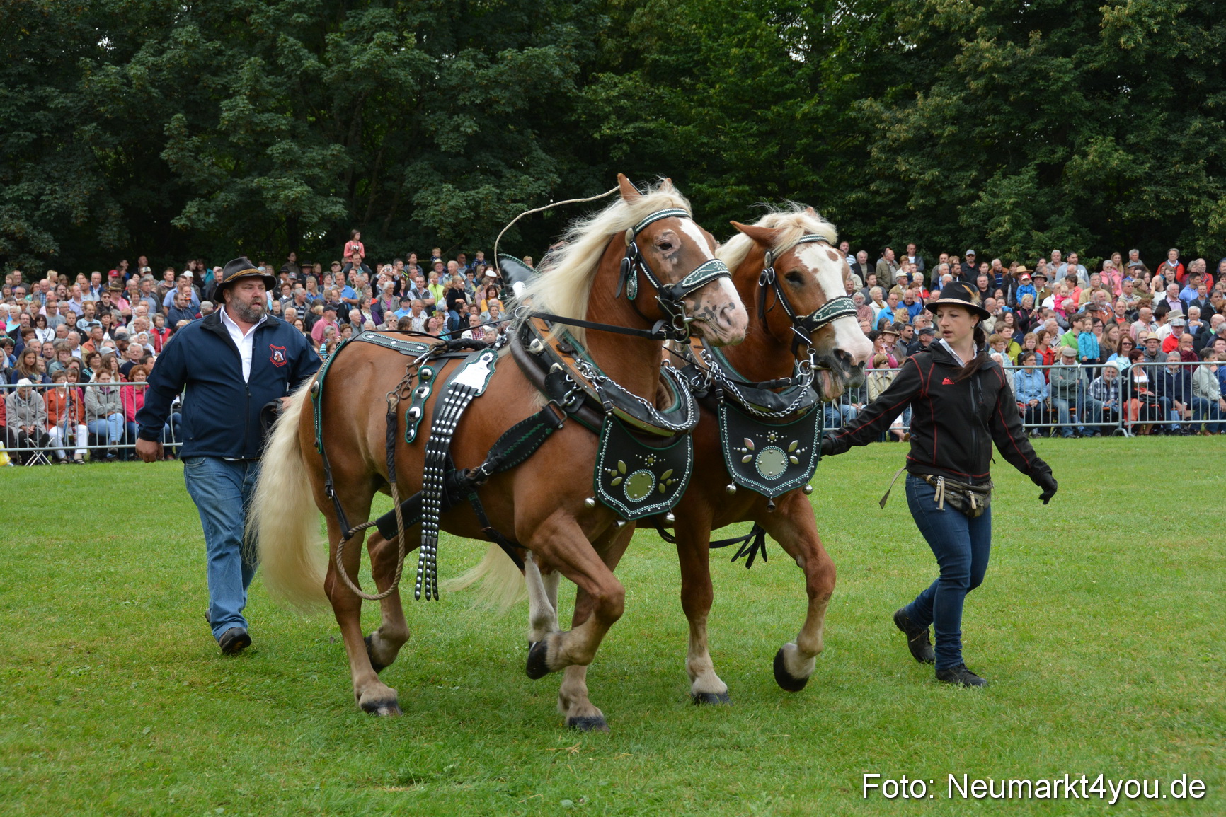 Pferde und Fohlenschau 2016 0054