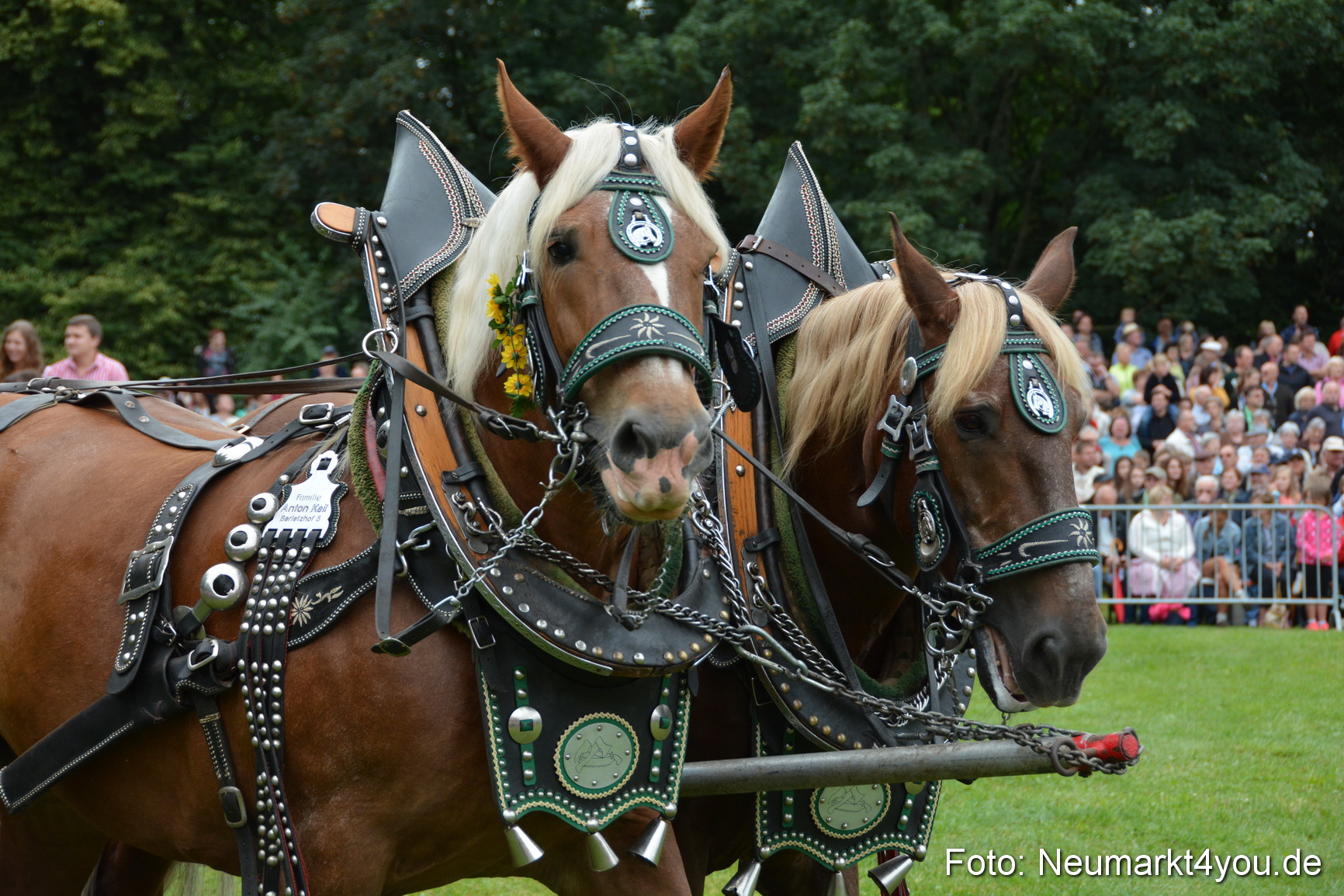 Pferde und Fohlenschau 2016 0066