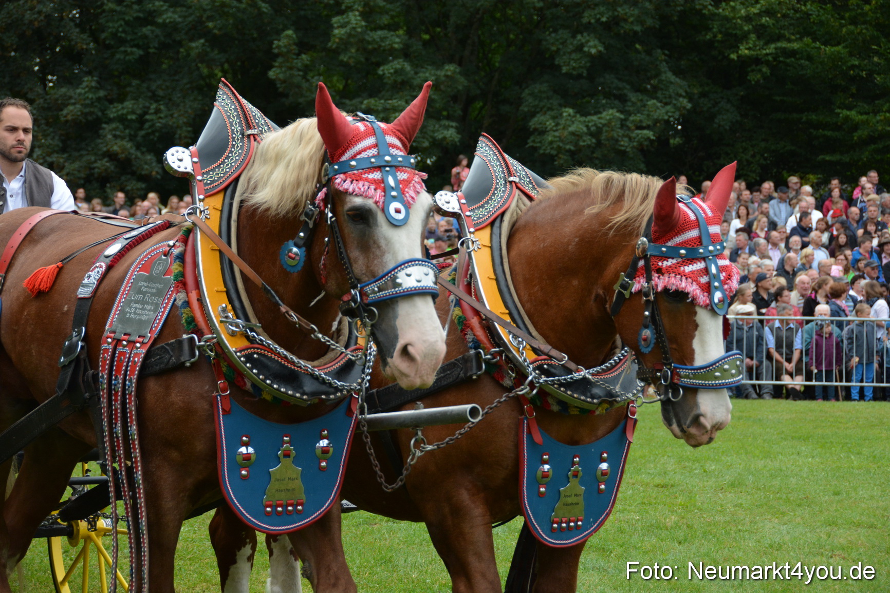 Pferde und Fohlenschau 2016 0070