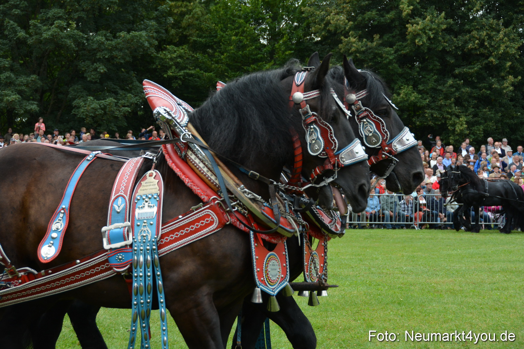 Pferde und Fohlenschau 2016 0074