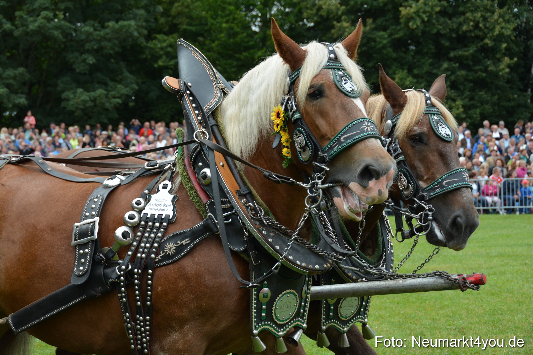 Pferde und Fohlenschau 2016 0079