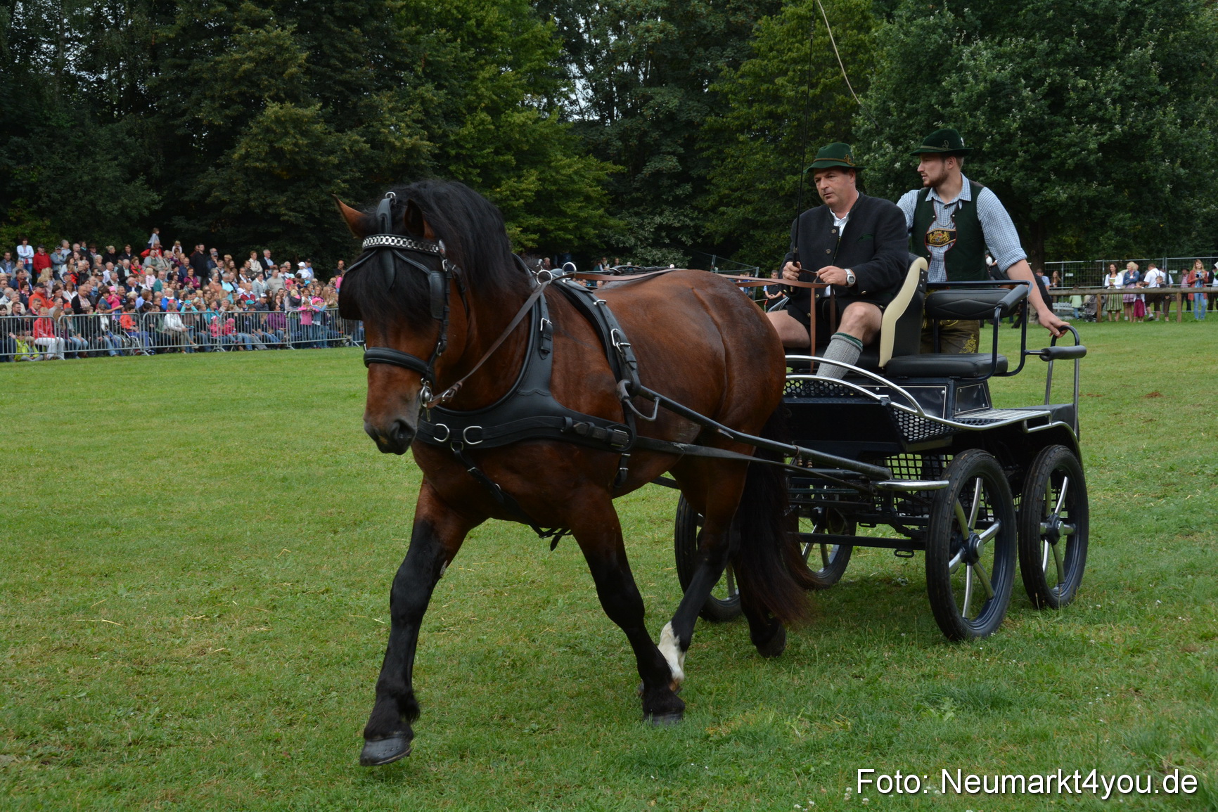 Pferde und Fohlenschau 2016 0099