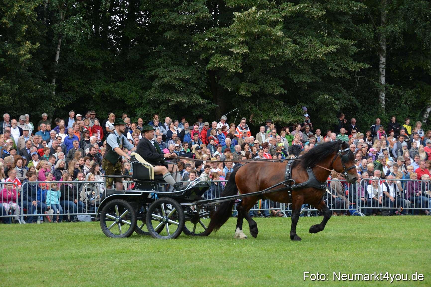 Pferde und Fohlenschau 2016 0101