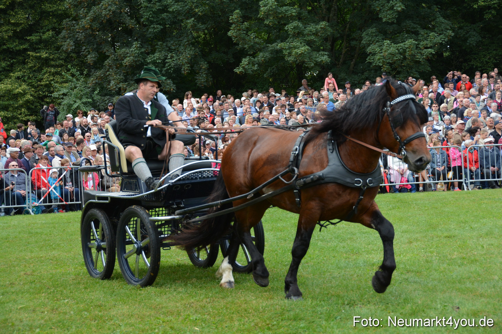 Pferde und Fohlenschau 2016 0105