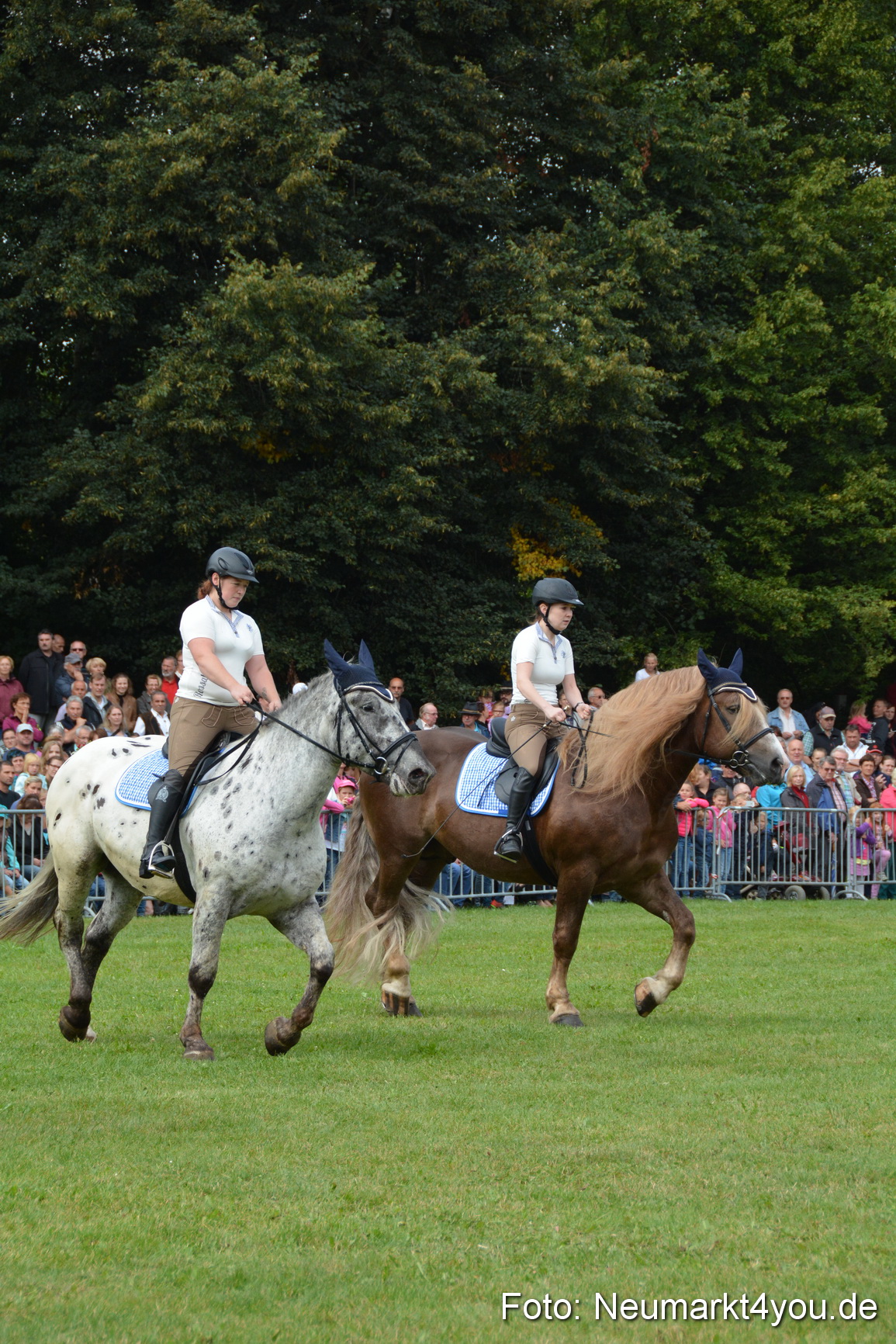 Pferde und Fohlenschau 2016 0120
