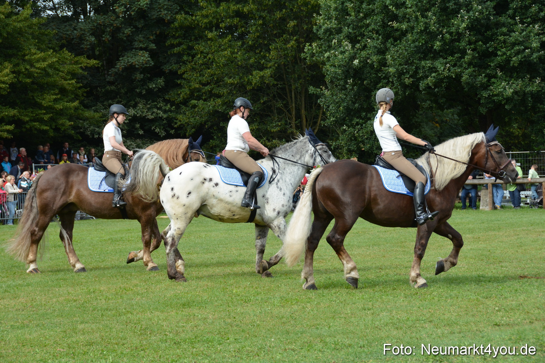 Pferde und Fohlenschau 2016 0123